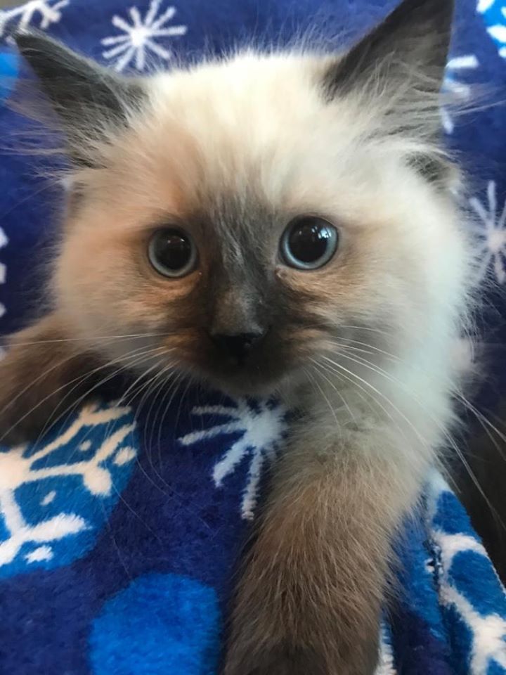 KittensAvailableforAdoptionNow